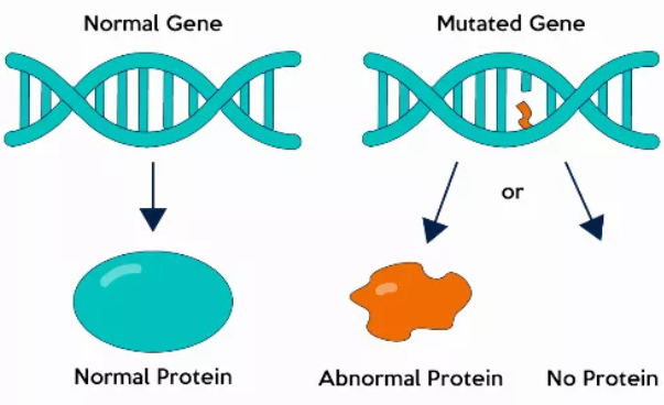 animated DNA piece copying itself